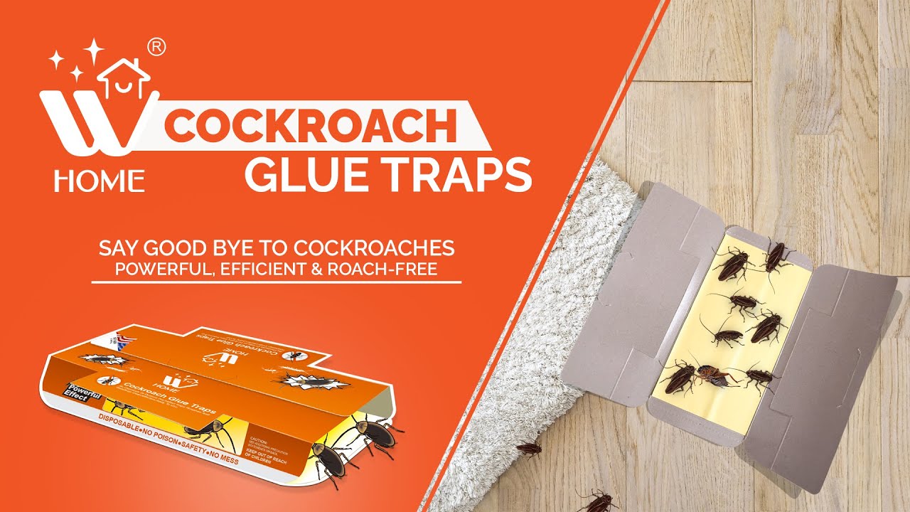 Say Goodbye to Cockroaches W Home Cockroach Bait Box YouTube