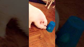 Pig + plastic cup + cat toy + treat= fun!!! #pig #mozzy #shorts #games #play #adorable #babymonster