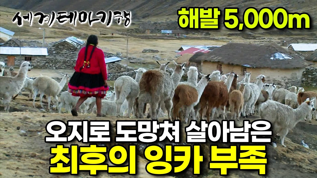 숨어 산 세월만 500년. 아무도 찾을 수 없게 안데스 산맥 깊은 곳으로 꼭꼭 숨어버린 최후의 잉카 부족 | 페루 오지 부족 ‘께로족’ | 세계테마기행 | #세테깅