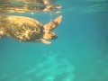 Two loggerhead turtles are fighting in Laganas Bay, Zakynthos