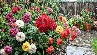 Calm Rain on Pink Roses [Rain Sounds 4K] 🌸 Soft Rain on Roses for Sleep and Stress Relief screenshot 5