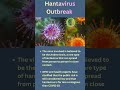 Hantavirus Outbreak #hantavirus #virus #cruise #ship #health #alert #global #currentaffairs #news