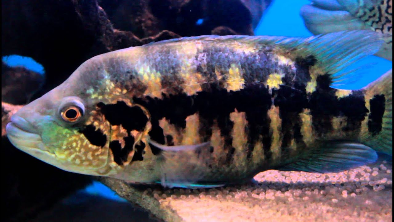 Wolf Cichlid / Parachromis Dovii Breeding Part 2 YouTube