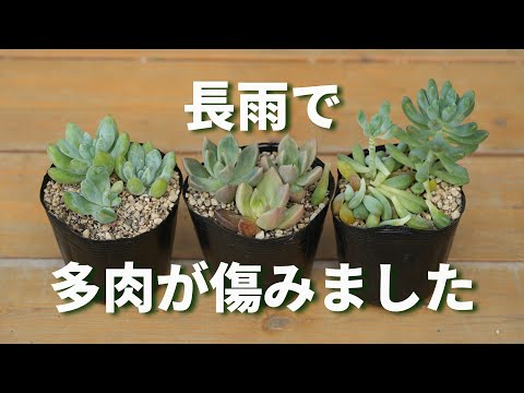多肉植物 つぶつぶ屋 - YouTube