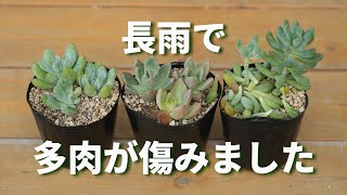 ☆彩之助☆ 多肉植物 １５点 582 [Care after a long rain] Damaged succulents can be revived