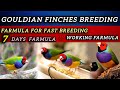 Golden Finch Fast Breeding Formula | 100% Proven Tips | Golden Finch Breeding Season Full Guide”