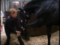 Equine Sports Massage Association - Massage Techniques
