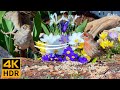 Cat TV for Cats to Watch 😺🛁 Birds Bathing and Eating in a Blooming Garden 🐦 8 Hours(4K HDR)