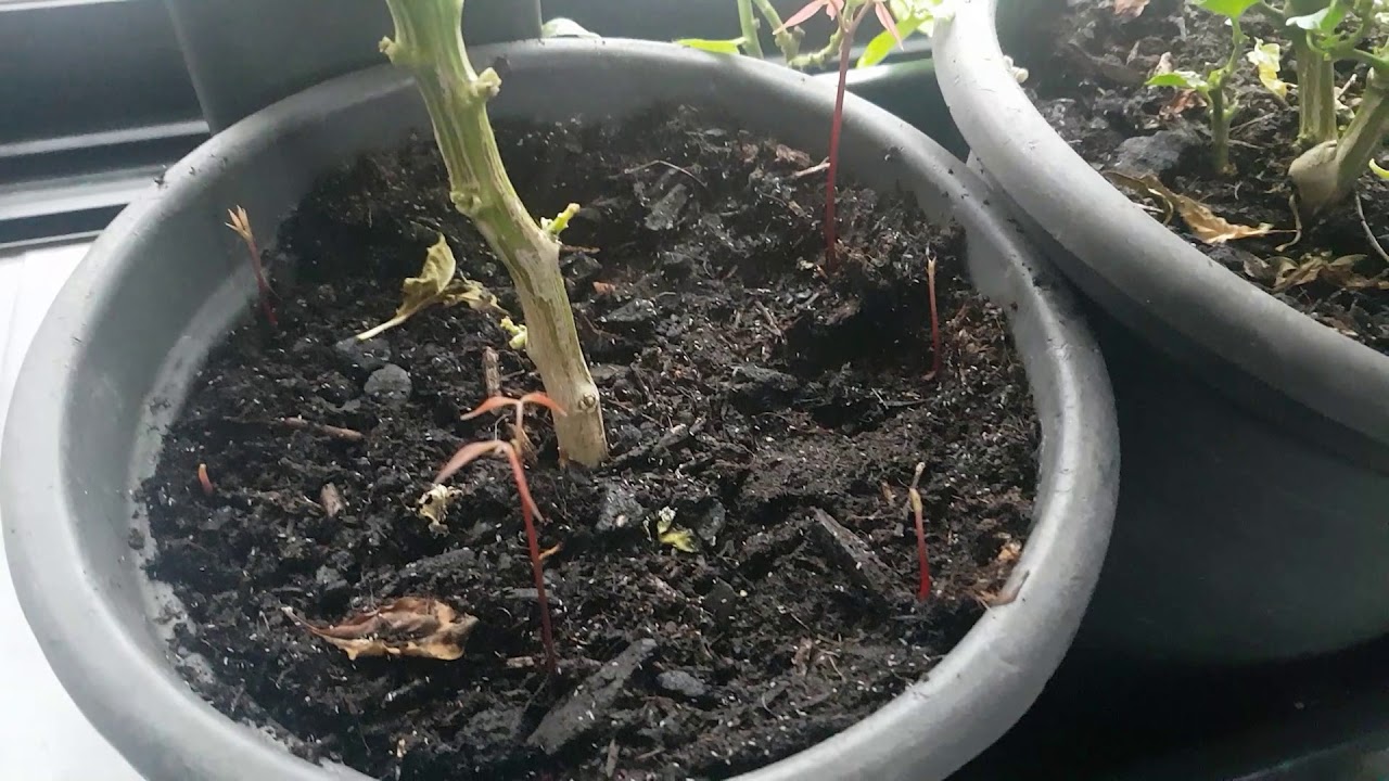 Dans Quel Sens Planter Un Noyau De Litchi