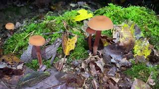 Laccaria laccata, November 10, 2023