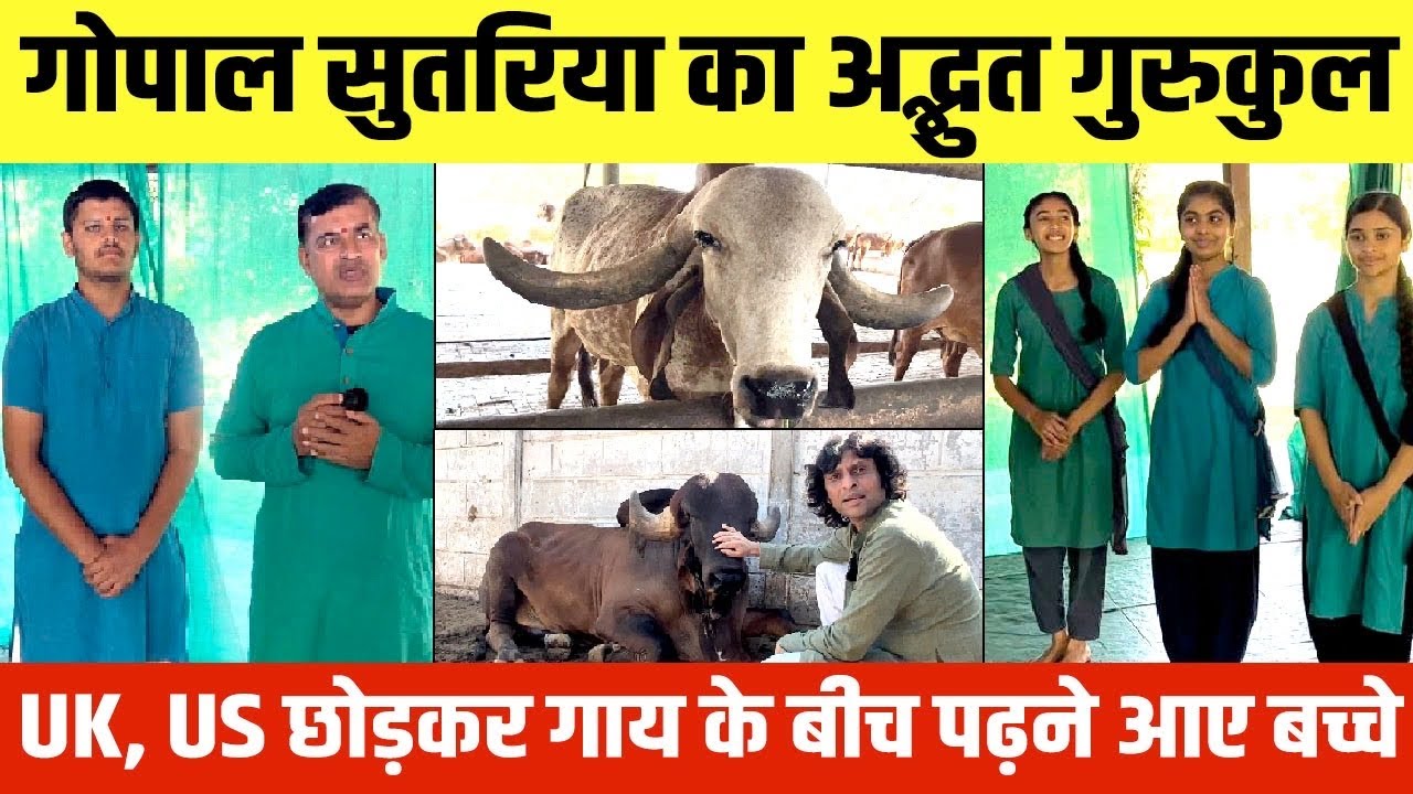 👍1000 गिर गायों के बीच पढ़ते हैं बच्चे, कॉन्वेंट स्कूल भी इस गुरुकुल के आगे हार गए । Gopal Sutaria