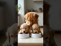 🐶 Adorable Puppy Love: Watch These Cute Golden Retriever Puppies Grow!
