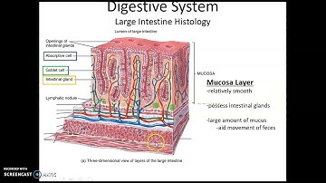 Chapter 24: The Digestive System Topics: Large Intestine (anat 32)