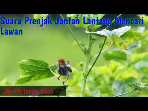 Suara Prenjak Jantan Lantang Mencari Lawan