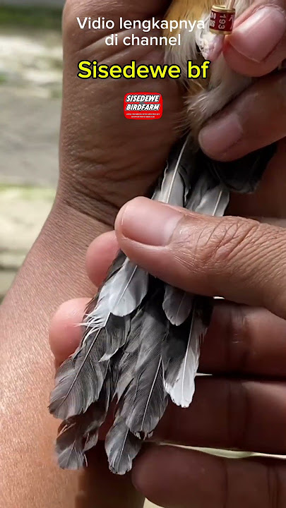 Ciri ciri burung murai trotolan betina #muraibatu #muraitrotolbetina #muraigacor