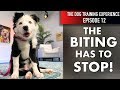 How I’m Teaching My Puppy To Stop Biting and Start Listening!