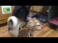 マウント女子な保護犬メイジーさん(゚∀゚) Protective dog Maisie