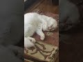 しっぽで返事をするネコ