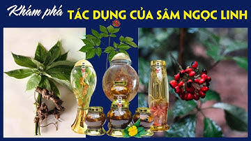 KHÁM PHÁ TÁC DỤNG CỦA SÂM NGỌC LINH