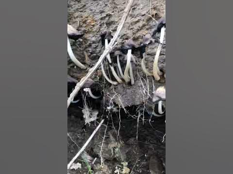 Морские грибы - YouTube