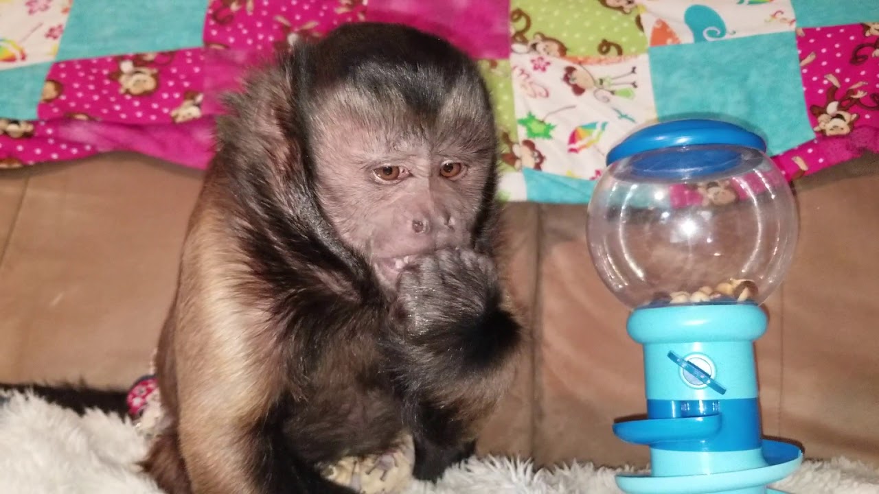 Monkey Asap Machine Monkey learning a operate bubblegum machine. - YouTube
