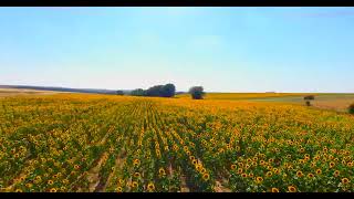 Beautiful Sun Flower Field - Drone Short - 1080p HD
