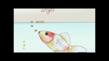 FISH FEED FORMULATION