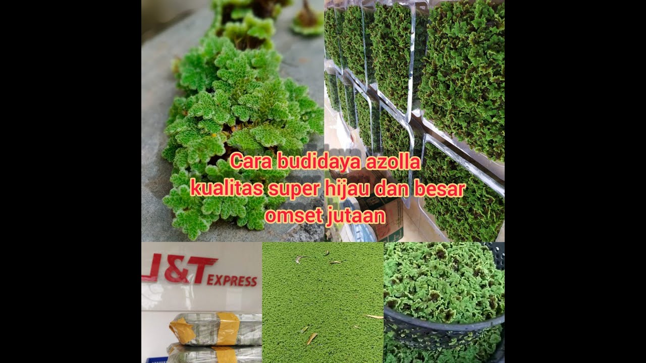 Cara budidaya azolla kualitas super hijau dan besar omset jutaan 