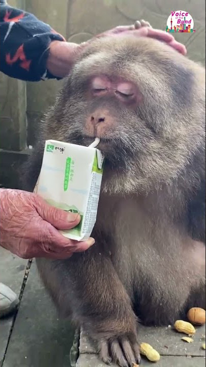 Touching Story Between Monkey And Grandma