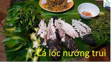 571 | Cắm câu cá lóc mùa nước nổi P1 | Fishing