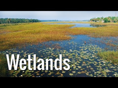Wetlands - Our Natural Flood Defenders, Our Storm Water Drainage, Link Between Land And Water