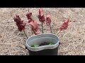 二年目狩猟生活(その54)
