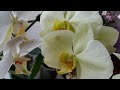 ЧАСТЬ 1.ЦВЕТЕНИЕ МОИХ ОРХИДЕЙ В КОНЦЕ ИЮЛЯ ❣️❤️😍😇#PHALAENOPSIS #ORHIDS #ORJIDEA#FLOR