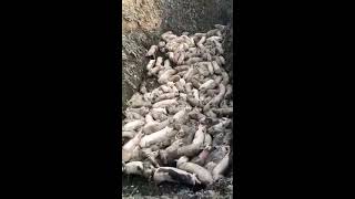 Pigs being buried alive in China