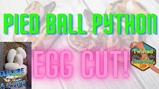 Celebrity Ball Python Egg Cutting! Pied Profile