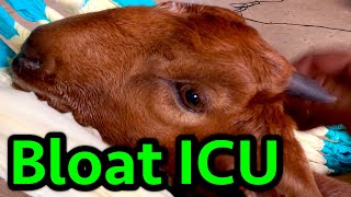 Goat Bloat Emergency Treatment