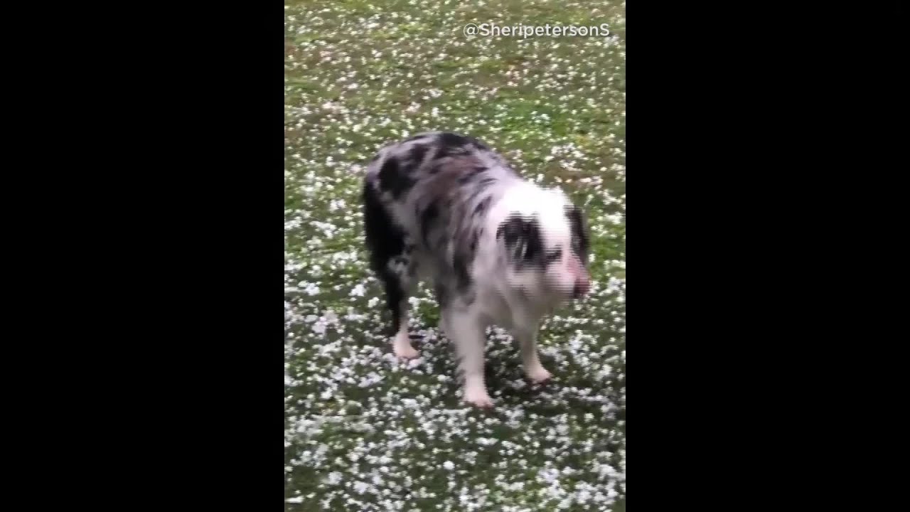 TX Dog Eating Golf BallSized Hail YouTube