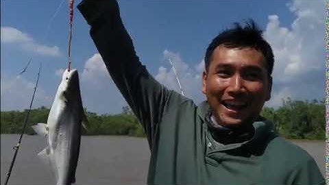 Câu cá, cá Bông Lau lên thế này thích không | phần 1 | Sông Nước Cần Giờ - Châu Huỳnh.