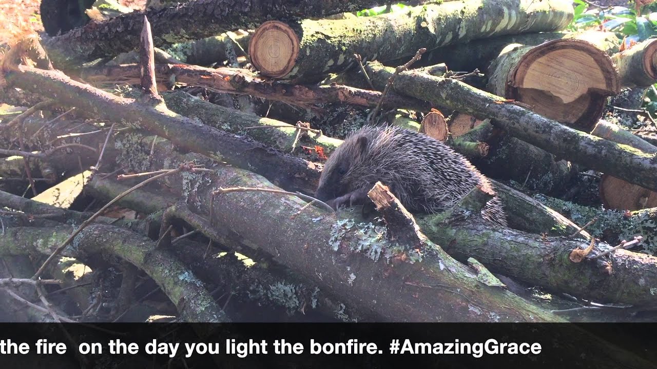 Brian May - #AmazingGrace Hedgehog Challenge (Fact 103)
