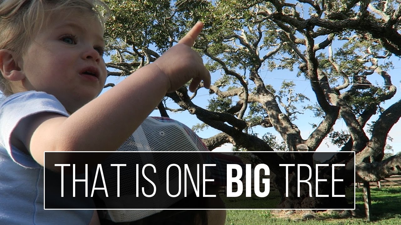 RV Life - Goose Island & the BIG Tree