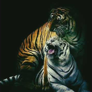 Story wa 'BANG-BANG WETAN' 30 detik!