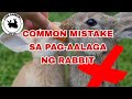 Top Common mistakes rabbit owners make | Beginners guide | Rabbitry Philippines| RABBIT FARMING |