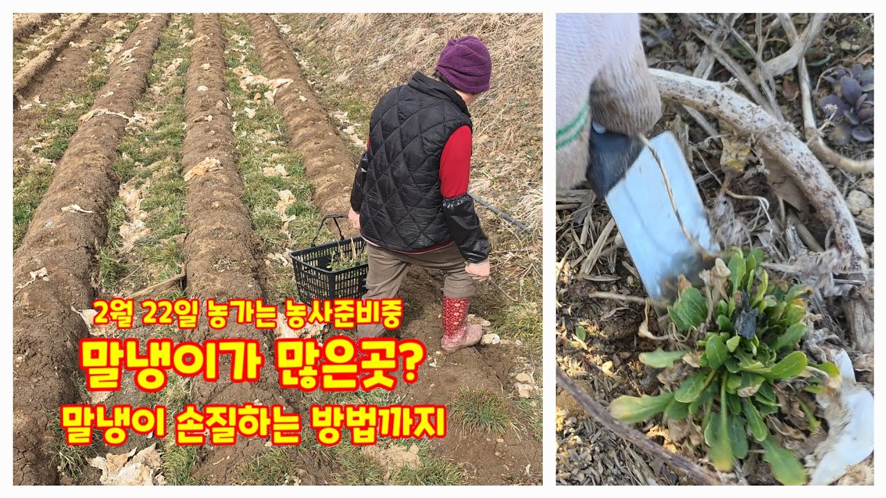 말냉이가 많은곳? 말냉이 손질하는 방법까지 농가는 농사준비중 봄나물 나물캐기 충북괴산 청정자연 자연팜앤쿡 