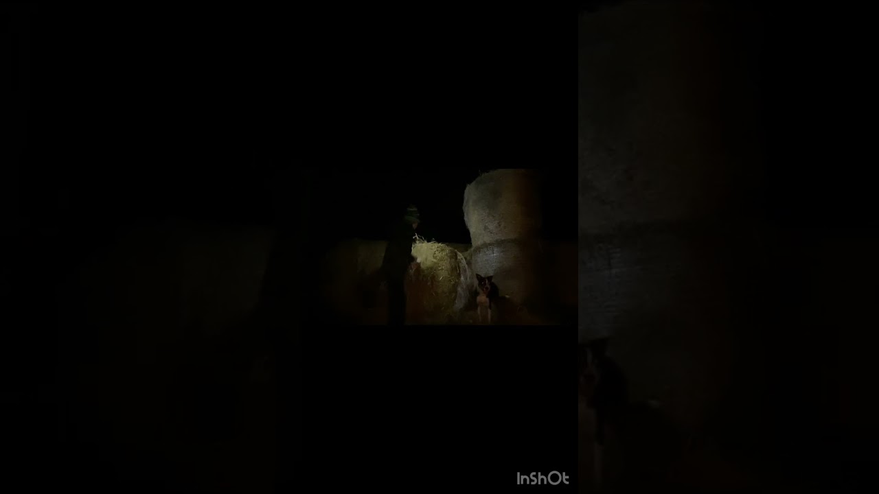 Checking the yard #backbritishfarming ##everyone 