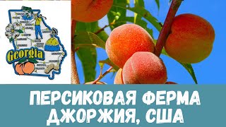 Сезон персиков в США, как мы собирали персики на ферме в штате Джорджия, 13 июня 2021