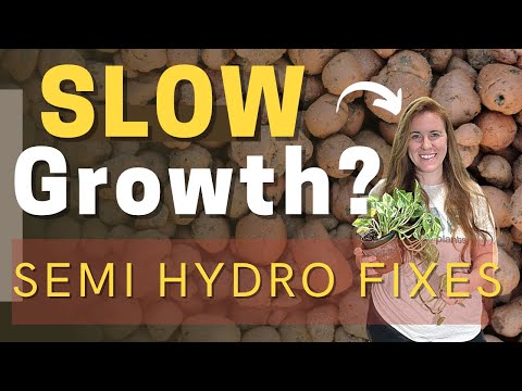 How To Fertilize Houseplants Grown Semi Hydroponically. Why Plants Grow Slowly In Semi Hydro?!