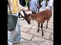 人間と上手く付き合う鹿さん