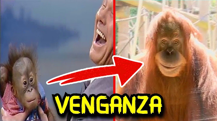 Nunca Mires a ese Extraño Animal :)