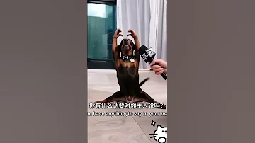 Doe Is The Dog Star In Xiaohongshu 