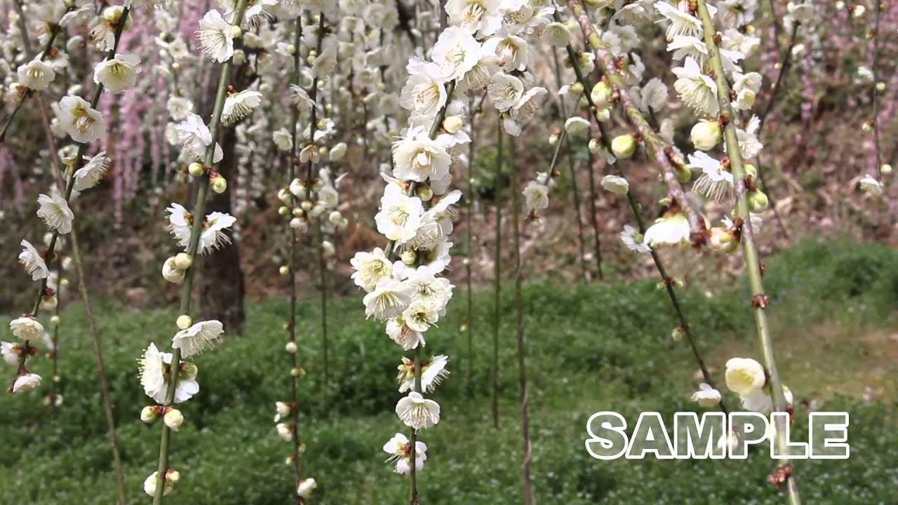 花見の名所 神奈川でバーベキューも楽しめる場所 調整さん